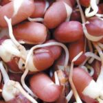 GEO Σπόροι για φύτρα Κόκκινου Φασολιού, Οργανικοί, 500 γραμμ. - Image 2