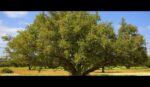 Λάδι 100% Argan παρθένο , bio 50 ml. - Image 2