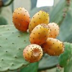 Λάδι από φραγκόσυκο , bio 20 ml.