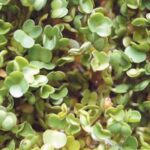 GEO Σπόροι για φύτρα Ρόκας, Οργανικοί, 200 γραμμ. - Image 2