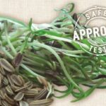 GEO Σπόροι για φύτρα Μάραθου , οργανικοί 100 γραμμ.