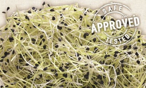 GEO Σπόροι για φύτρα Κινέζικου σχοινόπρασου, Οργανικοί, 50 γρ. - Image 1