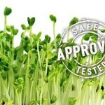 GEO Σπόροι για φύτρα Βρούβας - Μπροκολέτο, Οργανικοί, 200 γραμμ.