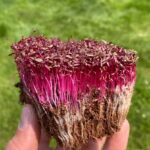 Σπόροι για φύτρα Αμάραντου, 50 γραμ.