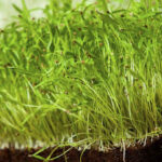 Σπόροι για φύτρα Άνηθου, 100 γραμ.