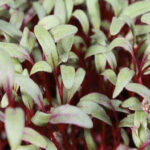 Σπόροι για φύτρα Κόκκινου Παντζαριού, 100 γραμ. - Image 2