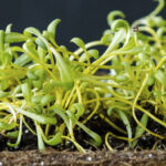 Σπόροι για φύτρα Κίτρινου Παντζαριού, 50 γραμ.