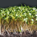 Σπόροι για φύτρα Κόλιανδρου, 100 γραμ.