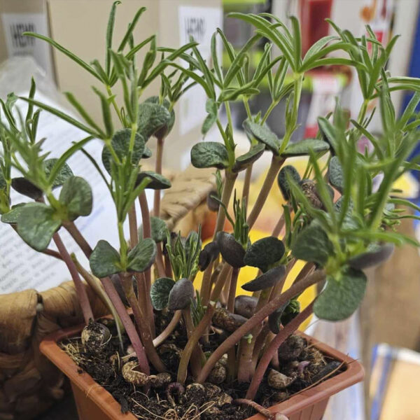 Σπόροι για φύτρα Λούπινα, 250 γραμ. - Image 1