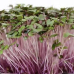 Σπόροι για φύτρα Κέιλ, 100 γραμ.