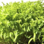 Σπόροι για φύτρα Μυρώνι ή Γαλλικός μαϊντανός, 100 γραμμ. - Image 2