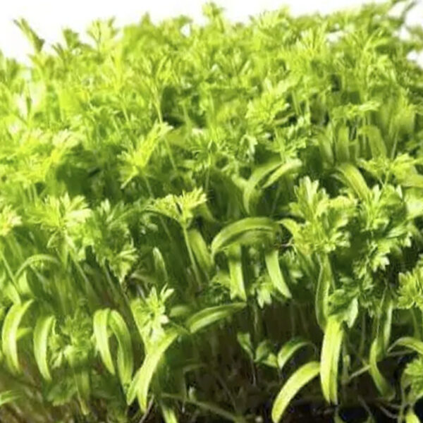 Σπόροι για φύτρα Μυρώνι ή Γαλλικός μαϊντανός, 100 γραμμ. - Image 2