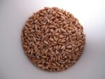 Σπόροι για φύτρα Ζέας  οργανικοί,(Triticum dicoccum) 500 γραμμ. - Image 2