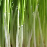 GEO Σπόροι για φύτρα Ζέας οργανικοί (Triticum dicoccum), 1 κιλό.