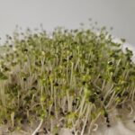 Σπόροι για φύτρα  Pak Choi, 50 γραμ.