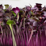 GEO Σπόροι για φύτρα Ραπάνι Κόκκινο, Οργανικοί, 100 γραμμ.