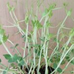 Σπόροι για φύτρα  Αρακά Τζάμπο, 250 γραμ.