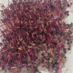 Σπόροι για φύτρα  Κόκκινου Παντζαριού,50 γραμ.