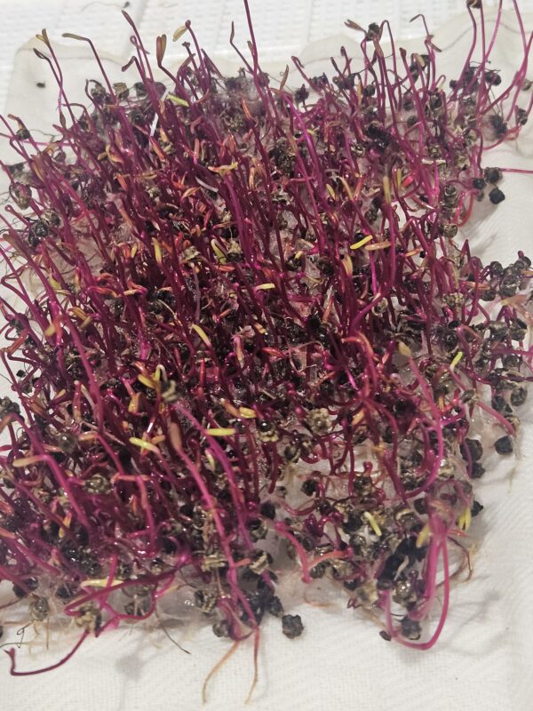 Σπόροι για φύτρα  Κόκκινου Παντζαριού,50 γραμ. - Image 3