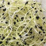 GEO Σπόροι για φύτρα  Σκόρδου, Οργανικοί, 30 γραμ.