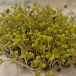 Σπόροι για φύτρα Βασιλικού - κανέλα , 30 γρ.