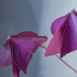 Οξαλίδα Triangularis Mijke Βολβός