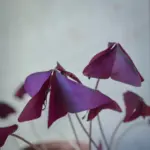 Οξαλίδα Triangularis Mijke Βολβός - Image 2
