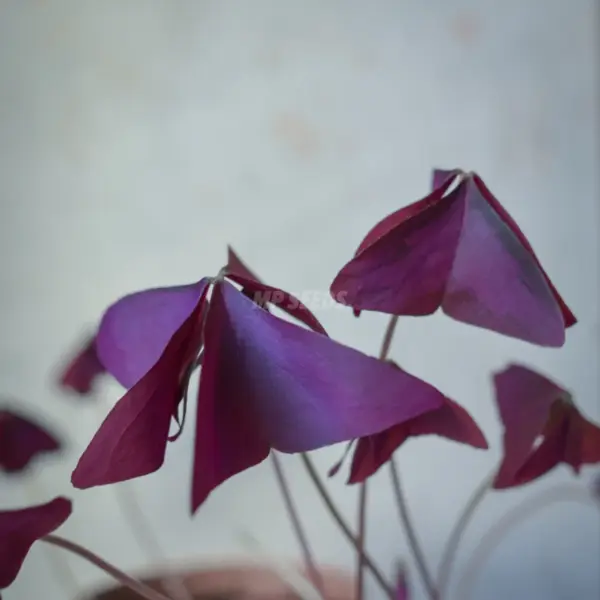 Οξαλίδα Triangularis Mijke Βολβός - Image 2