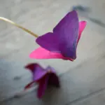 Οξαλίδα Triangularis Mijke Βολβός - Image 3