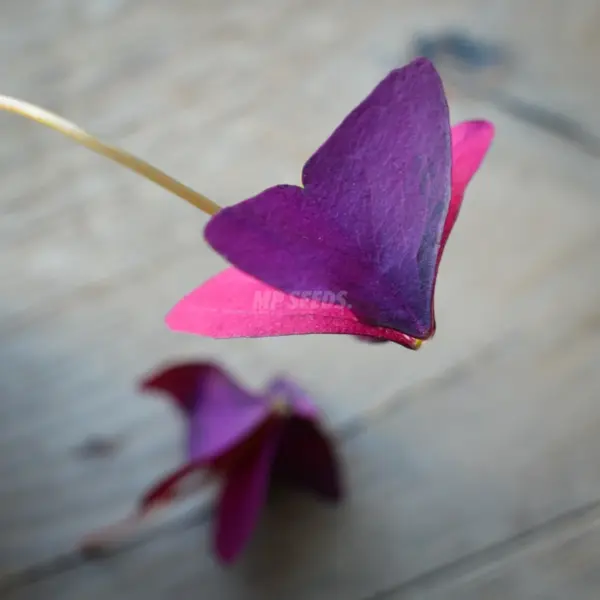 Οξαλίδα Triangularis Mijke Βολβός - Image 3